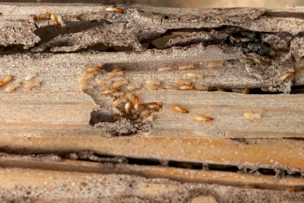 Best Wasp Removal Services  in Rochester, IN